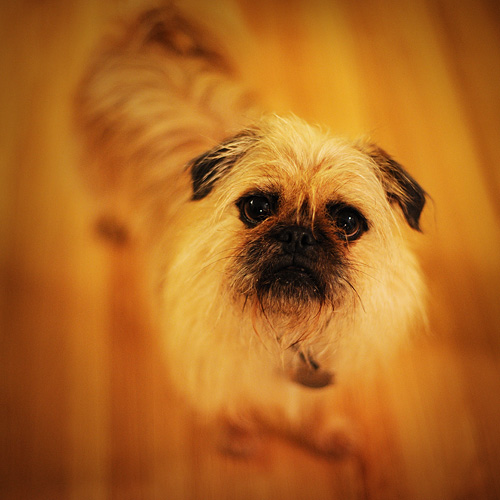 Photograph of Mini the Dog